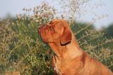 DOGUE DE BORDEAUX 364